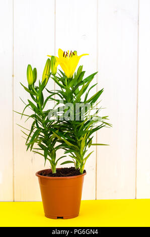 Anbau von Lilien in Containern. Studio Foto Stockfoto