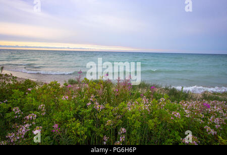 Michigan Wildflower Beach Sunset Hintergrund. Wildblumen und Wellen am Ufer der Großen Seen einen sandigen Strand mit einem schönen blauen Wasser Sonnenuntergang Horizont. Stockfoto