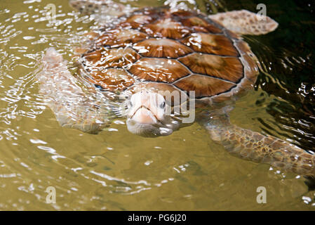 Horizontale Nahaufnahme einer seltenen albino Green Turtle in Sri Lanka. Stockfoto