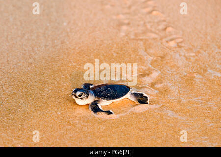 Horizontale Nahaufnahme von einem Baby turtle zu Fuß in Richtung Meer in Sri Lanka. Stockfoto