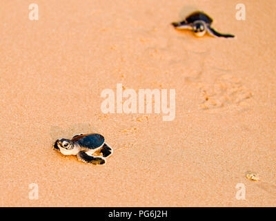 Horizontale Nahaufnahme von Baby Schildkröten zu Fuß in Richtung Meer in Sri Lanka. Stockfoto