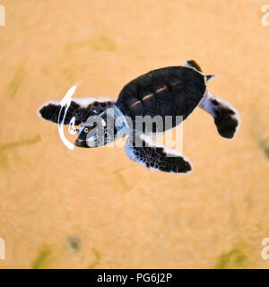 Platz, in der Nähe von einem Baby Schildkröten schwimmen im Meer in Sri Lanka. Stockfoto