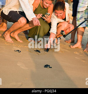 Platz, in der Nähe von Touristen helfen Baby Schildkröten zurück zum wilden in Sri Lanka zu lösen. Stockfoto