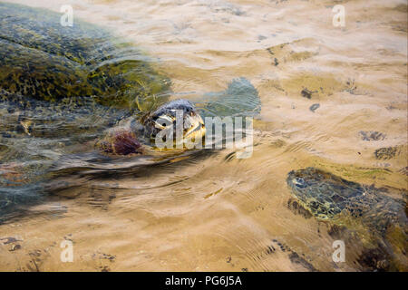 Horizontale Nahaufnahme von Grüne Meeresschildkröten Schwimmen im seichten Wasser am Strand in Sri Lanka. Stockfoto