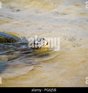 Platz, in der Nähe der Grünen Schildkröte im flachen Wasser in Sri Lanka. Stockfoto