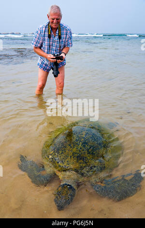 Vertikale Nahaufnahme eines Grüne Schildkröte, die im seichten Wasser fotografiert. Stockfoto