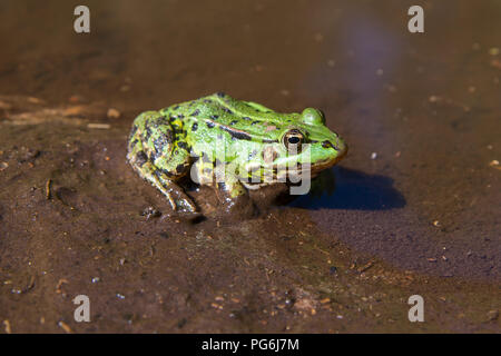 Black-spotted Green frog (Pelophylax) im Schlamm in eine Pfütze, Nahaufnahme Stockfoto