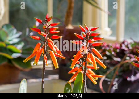 Aloaceae Aloe plicatilis, indoor Gewächshaus Pflanze, orange Pflanze, botanischen Gärten, Dublin, Irland Stockfoto