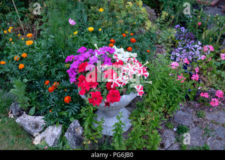 Petunien wachsen in der Wanne in de Garten Stockfoto