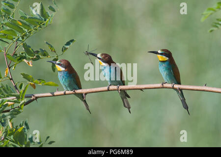 Drei Bienenfresser (Merops apiaster), auf einem Zweig sitzend, Rheinland-Pfalz, Deutschland Stockfoto