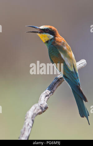 Bienenfresser (Merops apiaster), sitzt mit geöffnetem Schnabel auf einen Zweig, Rheinland-Pfalz, Deutschland Stockfoto