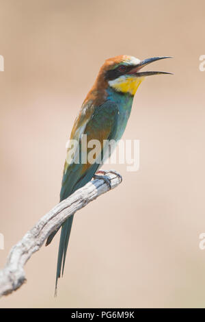 Bienenfresser (Merops apiaster), sitzt mit geöffnetem Schnabel auf einen Zweig, Rheinland-Pfalz, Deutschland Stockfoto