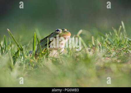 Green frog (Rana esculenta), sitzt im Gras, Niedersachsen, Deutschland