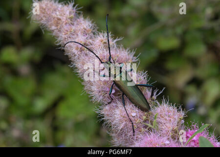 Moschus Käfer (Aromia moschata) auf Blume von Willow-leaved spirea Strauch (fabrikantenvilla Daimon), Baden-Württemberg, Deutschland Stockfoto