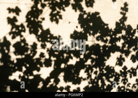 Eine abstrakte Sicht auf die Schatten von Weinrebe Blätter auf einer Wand in Österreich Stockfoto