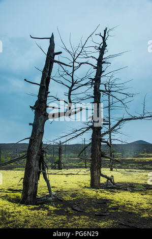 Blühende Blumen um einen toten Baum Wald auf der Tolbachik Vulkan, Kamtschatka, Russland Stockfoto