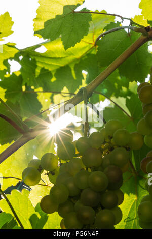 Einem sternförmigen Sun durch die Blätter der gemeinsamen Rebsorten shining (Vitis Vinifera) auf ein Bündel aus weißen Trauben in Österreich Stockfoto