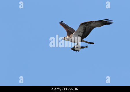 Fischadler (Pandion haliaetus), fliegt mit Beute, mit Fisch fangen, Naturpark Peenetal, Mecklenburg-Vorpommern, Deutschland Stockfoto