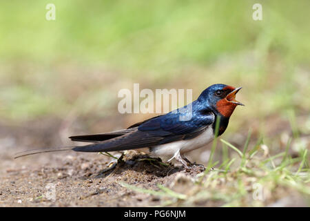 Rauchschwalbe (Hirundo rustica), sitzt auf dem Boden mit offenem Schnabel, Naturpark Peenetal, Mecklenburg-Vorpommern, Deutschland Stockfoto