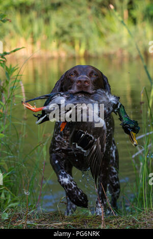 Symbol Bild, Jagd, Deutsch Kurzhaar mit STOCKENTE als Beute in den Mund kommt aus einem See, Deutschland Stockfoto