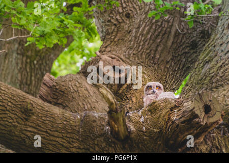 Jungen Uhu in Horst. Stockfoto