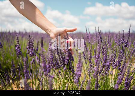 Frankreich, Provence, Frau berühren Lavendel bloosoms im Feld im Sommer Stockfoto