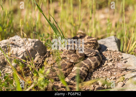 Ein erwachsener Northern Pacific Rattlesnake ruht auf einem Felsen auf einer Feder am Nachmittag in Nordkalifornien. Stockfoto