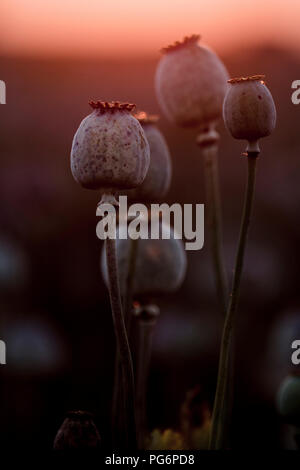 Mohn Pflanzen, Papaver somniferum, Samen, die in der nächtlichen Beleuchtung Stockfoto