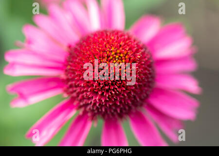 Eine Nahaufnahme eines köstlichen Süßigkeiten coneflower (Echinacea) mit rosa Blütenblätter Stockfoto