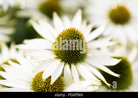 Eine Nahaufnahme Makroaufnahme eines Sonnenhut (Echinacea purpurea), "Weißer Schwan" in Niederösterreich Stockfoto