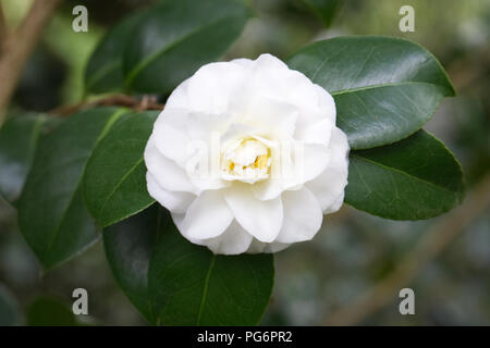 Blumen von Camellia japonica hiragiku'. Stockfoto