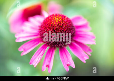 Eine Nahaufnahme eines köstlichen Süßigkeiten coneflower (Echinacea) mit rosa Blütenblätter Stockfoto