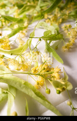 Linde Blüten trocknen auf weißem Papier Stockfoto