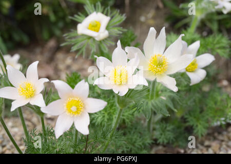 Pulsatilla vulgaris 'Pearl Bells'. Pasque Blumen im Steingarten. Stockfoto