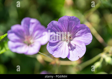 Lilafarbenen Azure rush Blumen, "Azure Rush' Geranien kommen aus Deutschland, wo sie 2007 als Mutation auf Geranium 'Rozanne' entdeckt wurden Stockfoto