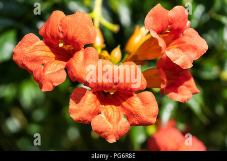 Campsis radicans (Trompete oder Posaune Kriechgang) ist eine Pflanzenart aus der Gattung der blühenden Pflanze der Familie Bignoniaceae. Niederösterreich Stockfoto