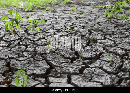 Eine getrocknete Erde Boden mit Rissen einen grünen Pflanzen Stockfoto