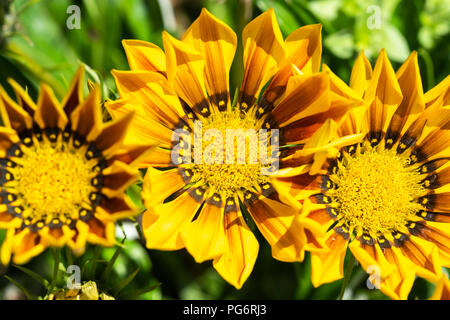 Gelb und Braun Gazania Rigens Blumen wachsen in Niederösterreich Stockfoto