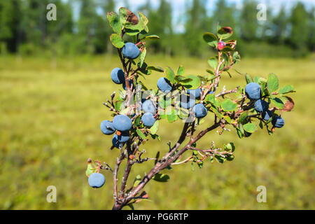 Reifen Heidelbeeren. Die Beeren reifen in der yamal Tundra. Stockfoto