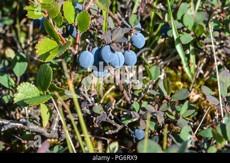 Reifen Heidelbeeren. Die Beeren reifen in der yamal Tundra. Stockfoto