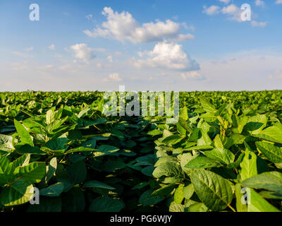 Serbien, Vojvodina. Grüne Soyabohnefeld, Glycine max. Stockfoto