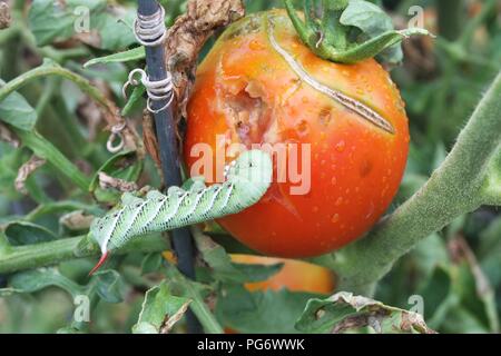 Tomaten-Horn-Wurm (Manduca Sexta) auf eine Tomatenpflanze Stockfoto