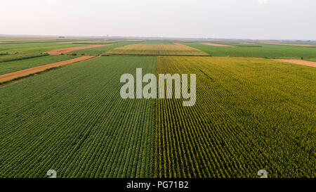 Serbien, Vojvodina, Luftaufnahme von Mais, Weizen und Sojabohnen Felder im Spätsommer am Nachmittag Stockfoto