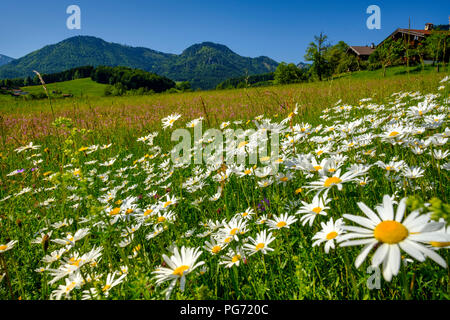 Deutschland, Bayern, Oberbayern, Ruhpolding, Chiemgauer Alpen, Obergschwend, Blühende Margeriten, Untern Berg im Hintergrund Stockfoto