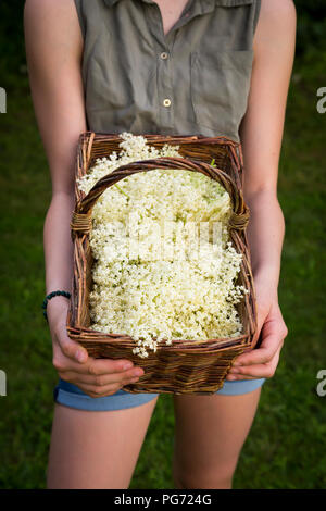 Mädchen mit Korb von Ausgewählt elderflowers, Teilansicht Stockfoto