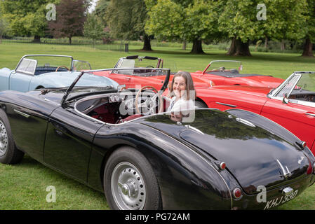 Lady driver 1955 Austin Healey 100 in einer Gruppe von klassischen Autos Stockfoto