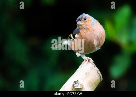 Gemeinsame Buchfink - Fringilla Coelebs, stehend auf einem Pfosten Stockfoto