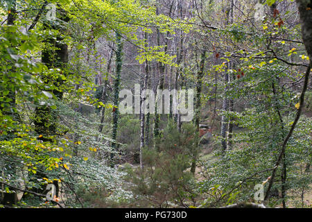 Anfang Herbst in einer tiefen Wäldern von Peneda Geres National Park, nördlich von Portugal Stockfoto