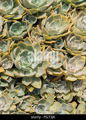 Silbrig Rosetten Der winterharte Henne und Hühner saftig Massiert, Echeveria "Perle von Nürnberg' Stockfoto