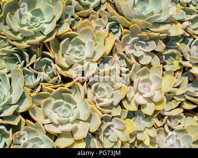 Silbrig Rosetten Der winterharte Henne und Hühner saftig Massiert, Echeveria "Perle von Nürnberg' Stockfoto